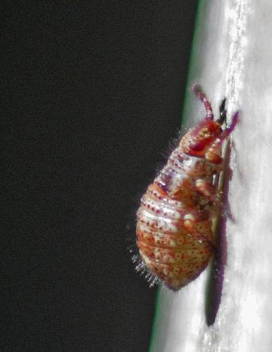 Réf. 310 606 : Stictopleurus sp.